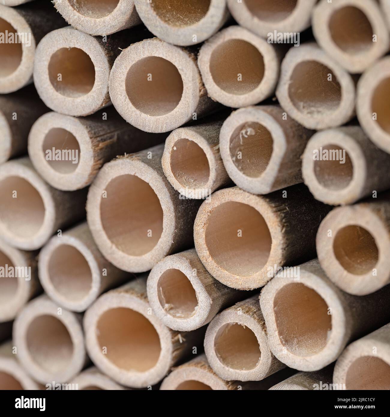 Gambi di piante cave legnose per hotel di insetti Foto Stock