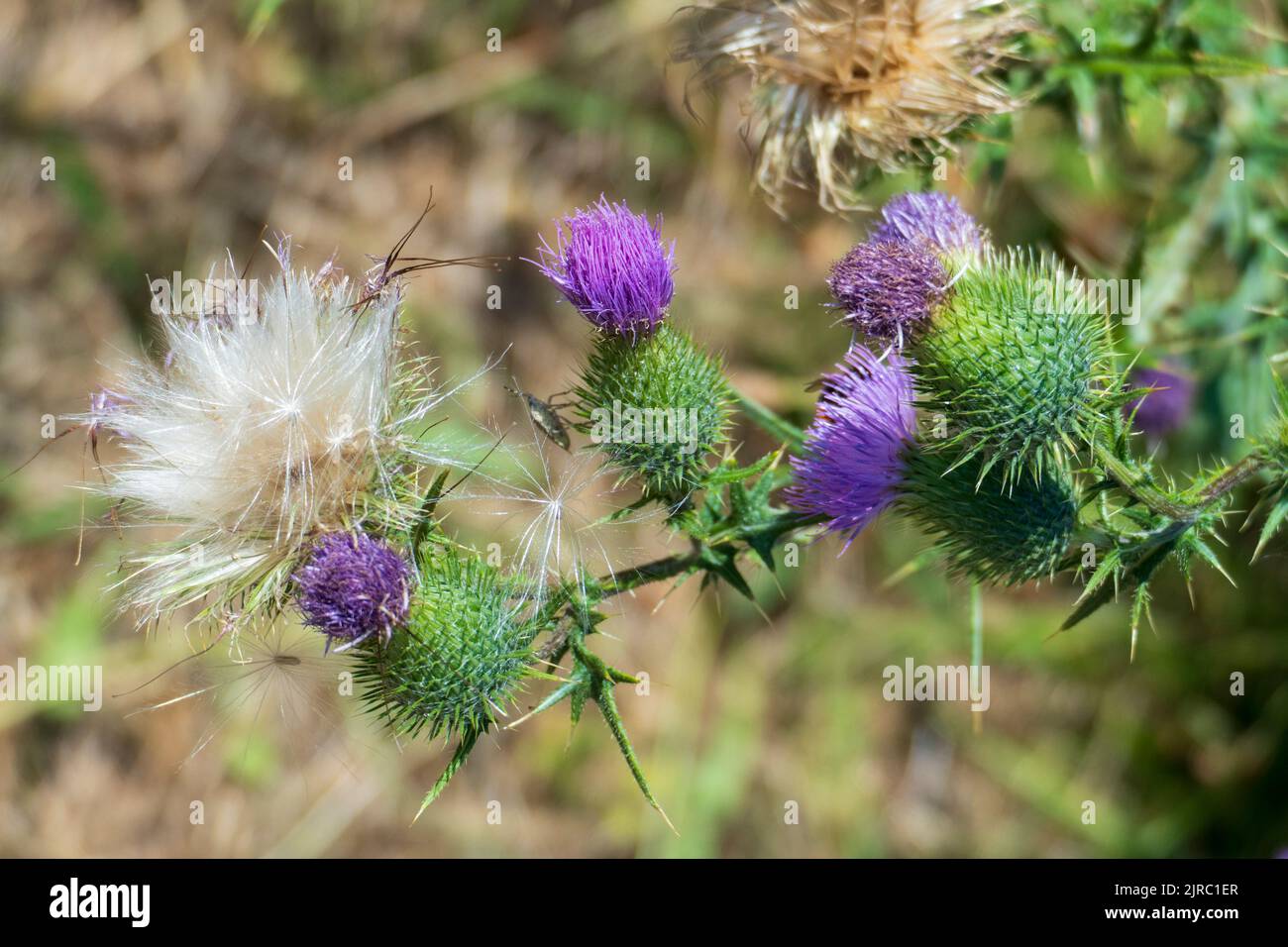 Schottische Distel, Blüte a Lila in den Highlands von Schottland Foto Stock