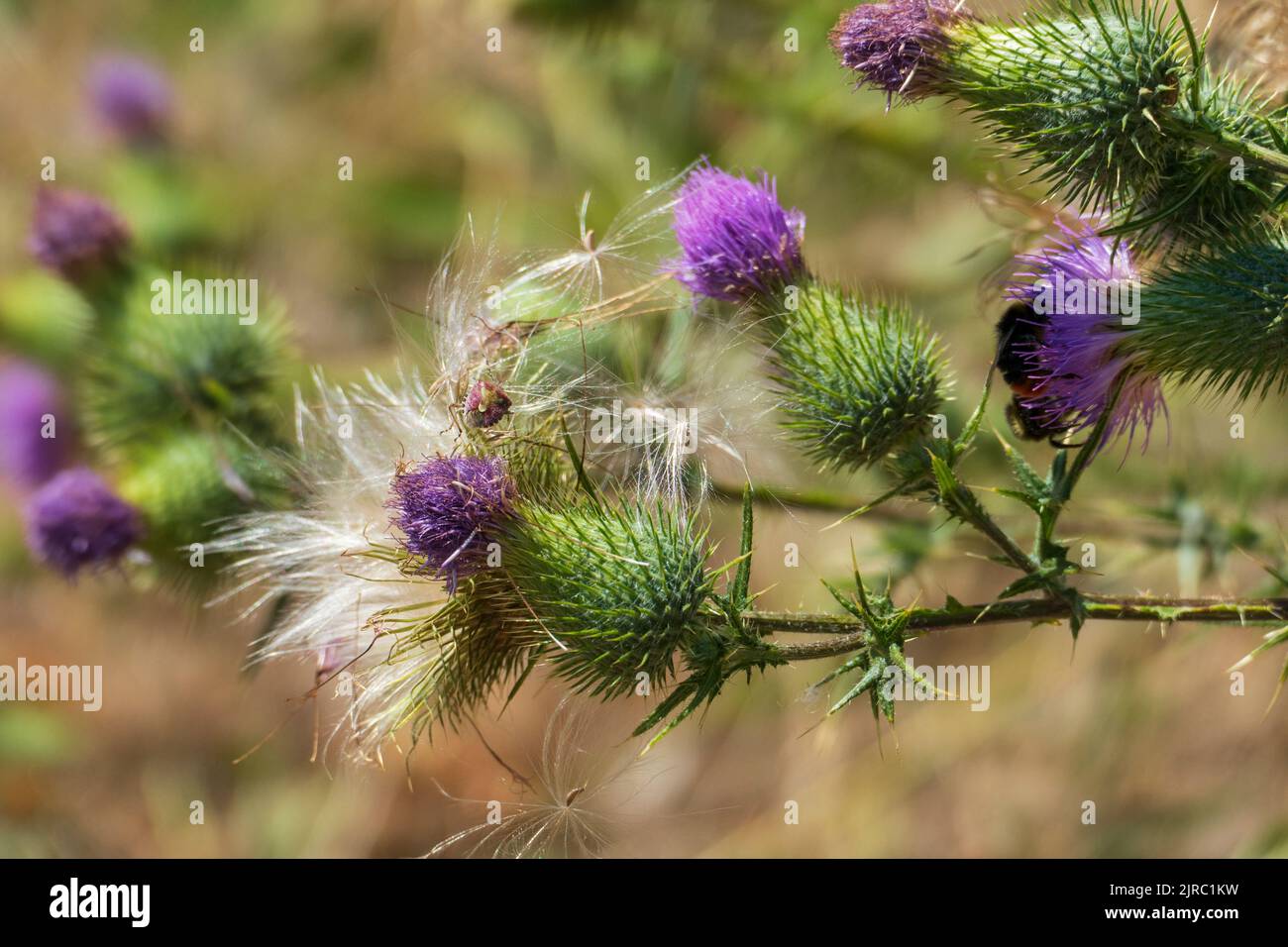 Schottische Distel, Blüte a Lila in den Highlands von Schottland Foto Stock