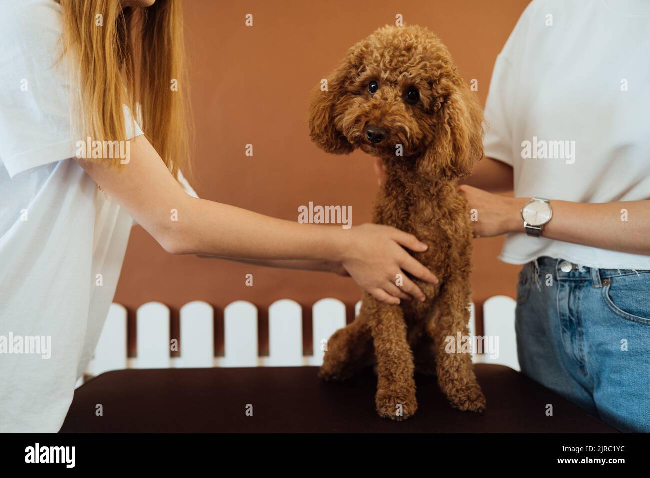 Bel Poodle marrone in casa di animali con addestratore di cani Foto Stock