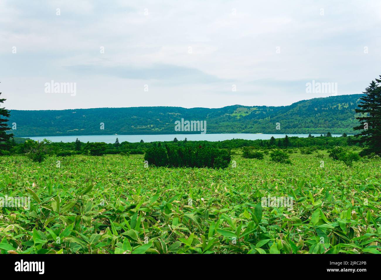 Paesaggio naturale dell'isola di Kunashir, vista sulla caldera del vulcano Golovnin con i caldi fitetti lacustri di sasa e pini nani Foto Stock