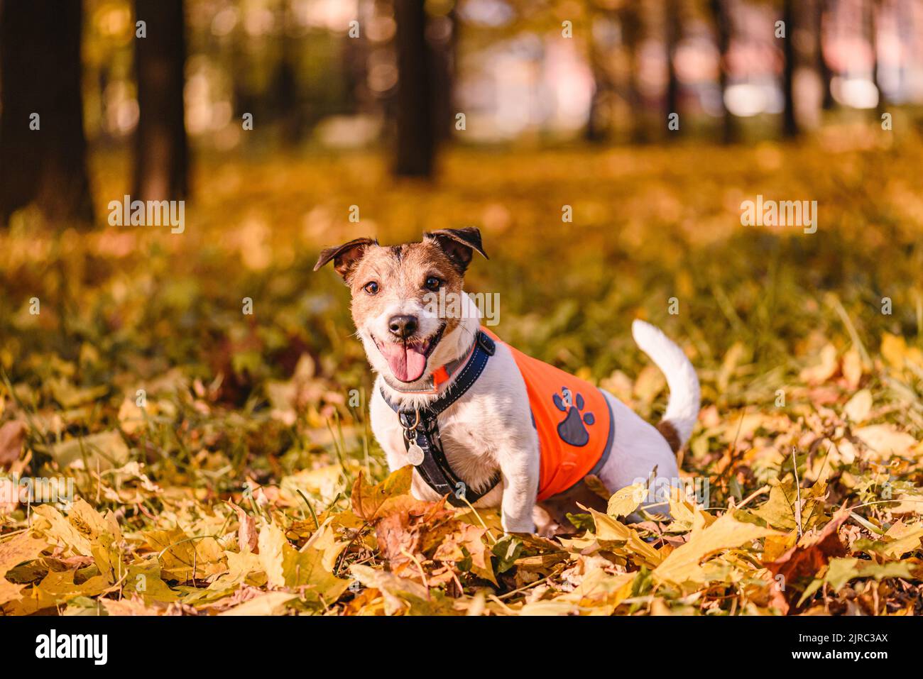 Concetto di sicurezza del cane con cane felice seduto in autunno parco indossando giubbotto riflettente arancione Foto Stock