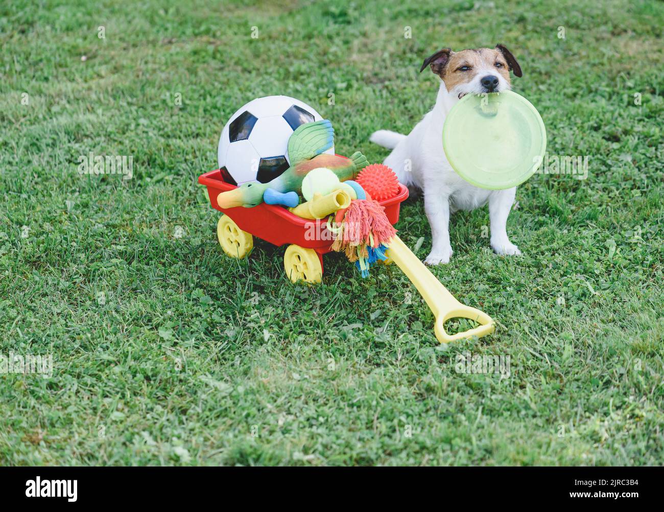 Il cane ha una scatola piena di giocattoli per animali domestici per diversi tipi di gioco e di allenamento Foto Stock