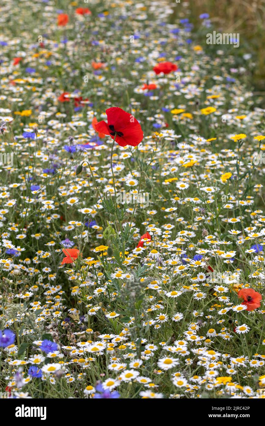 Fiori selvatici annuali colorati - papaveri, margherite e fiori di mais fioriscono in un giardino estivo al confine, Inghilterra, Regno Unito Foto Stock