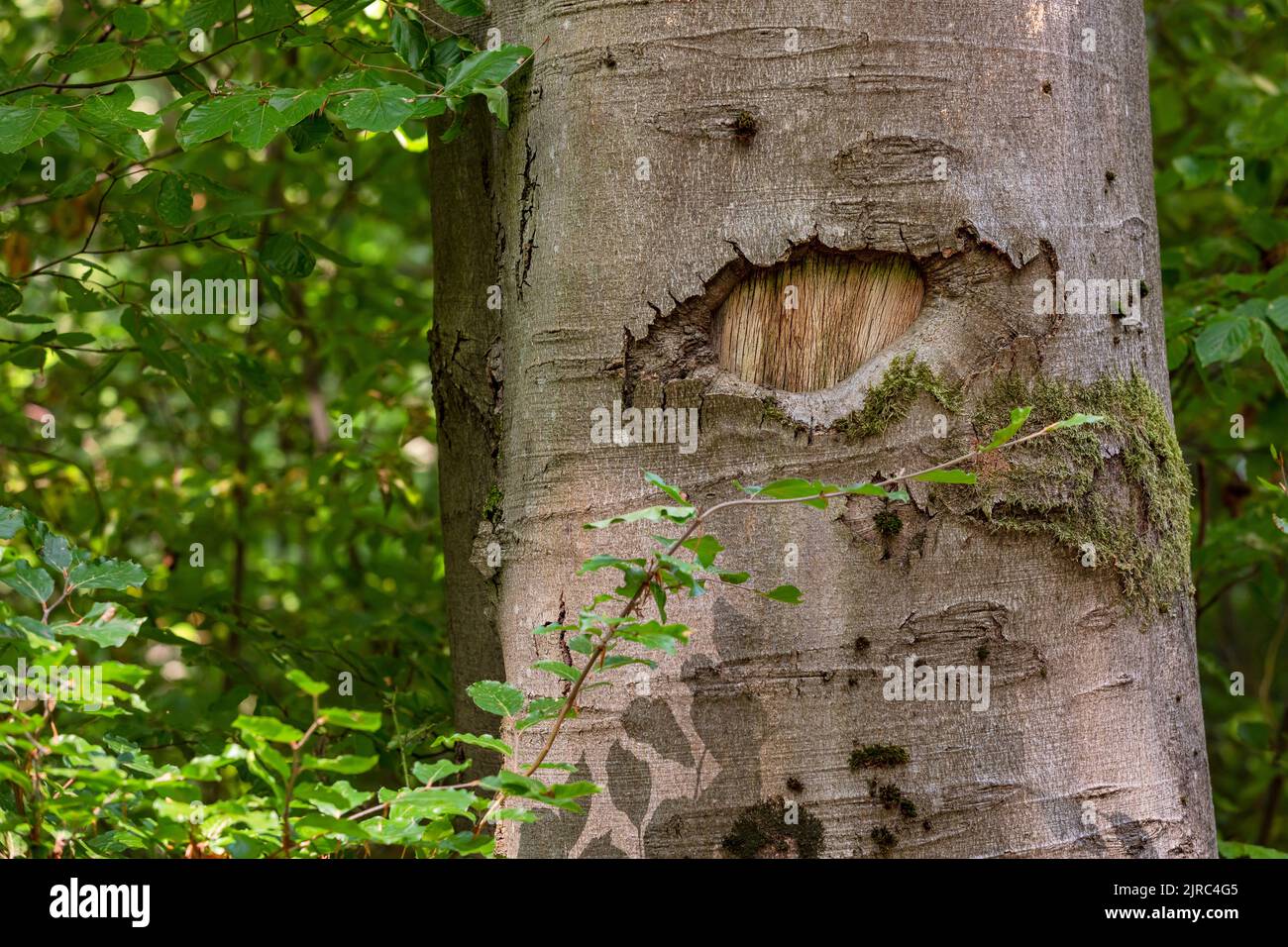 La ferita di un ramo rotto assomiglia ad un occhio dell'albero Foto Stock