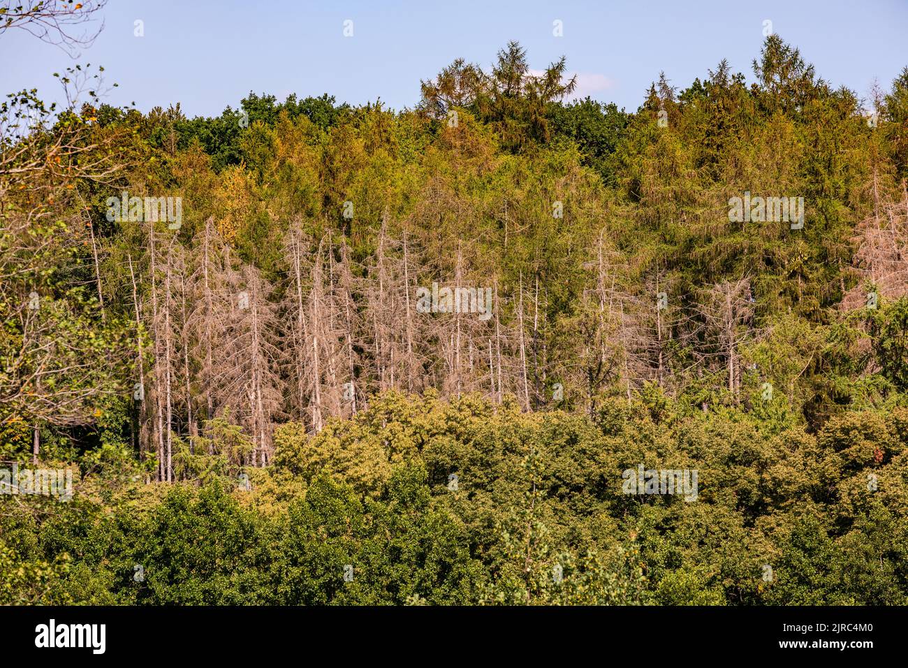 Foresta dieback con alberi malati nella foresta in Germania Foto Stock