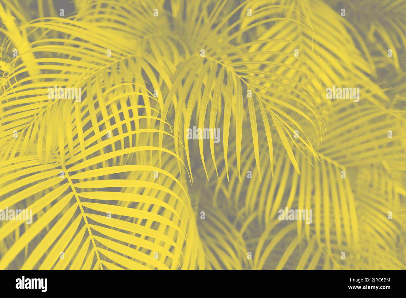 sfondo giallo e grigio con foglie di palma Foto Stock