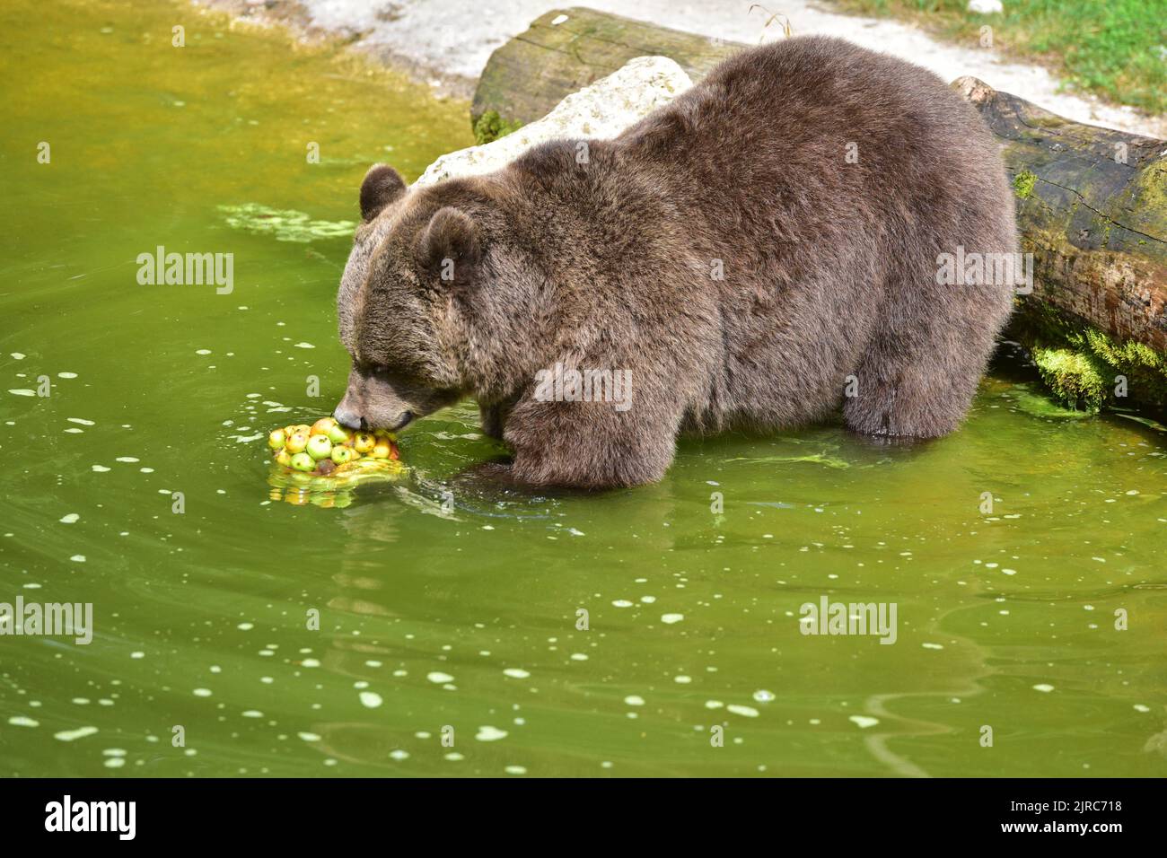 Braunbär im Wildpark a Grünau im Almtal, Österreich - orso bruno nel parco faunistico di Grünau im Almtal, Austria Foto Stock
