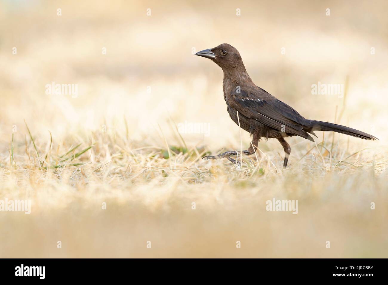 Un grillo comune (Quiscale quiscula) che foreggia in un parco in erba alla luce del mattino. Foto Stock