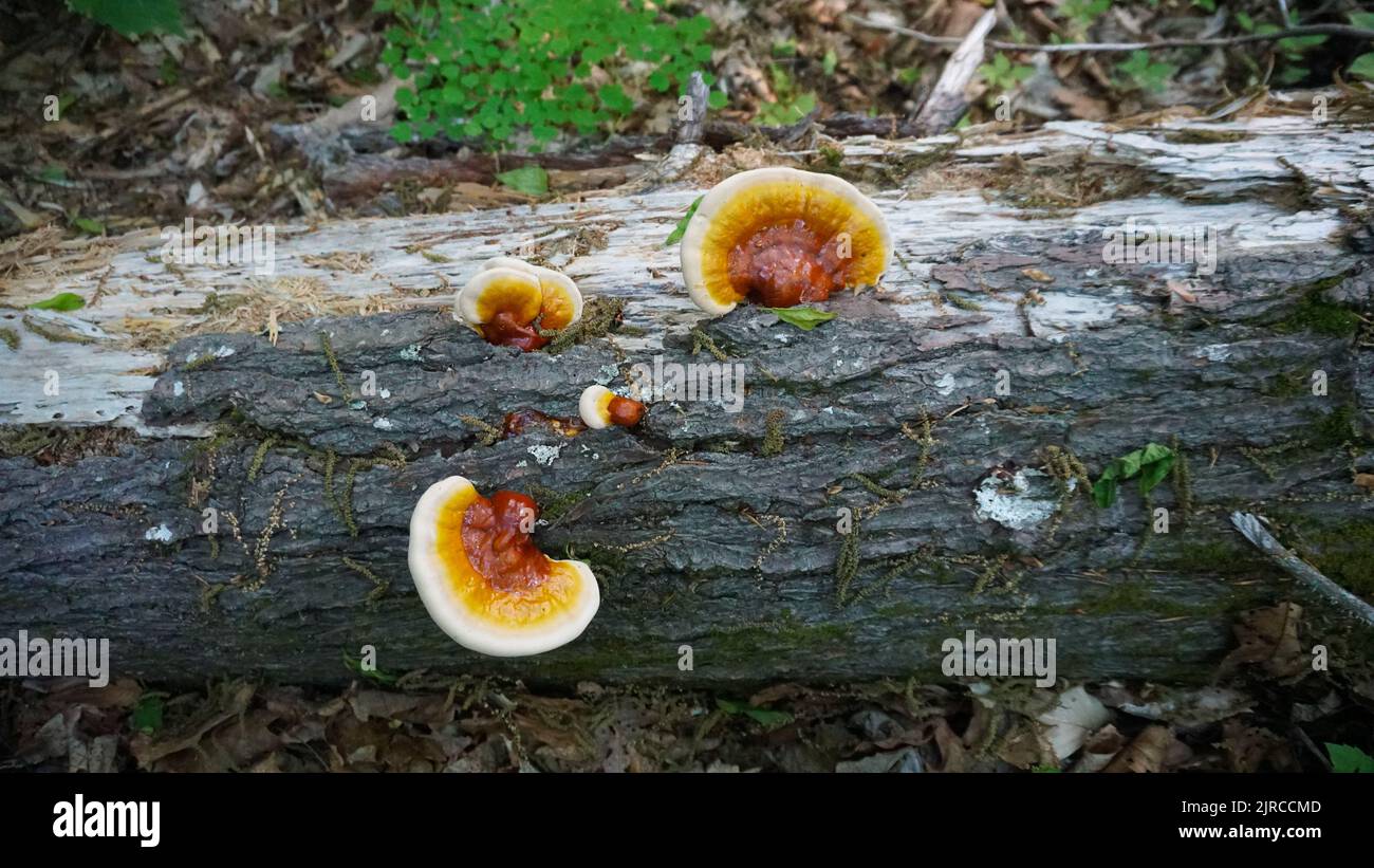Reishi Mushroom crescere su un ceppo di hemlock. Foto Stock