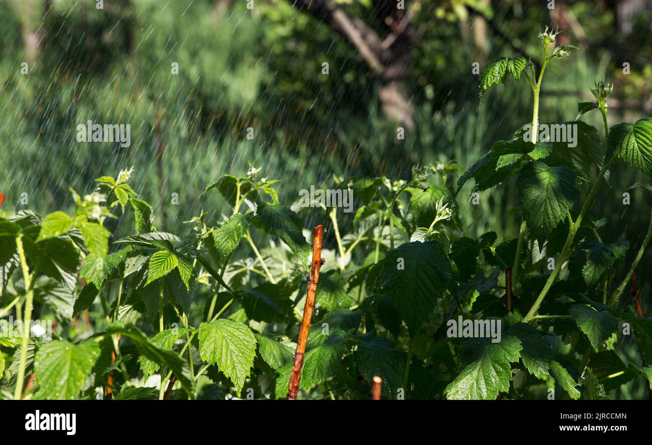 Annaffiatura, irrigazione in giardino di cespugli verdi di lamponi e alberi, in estate con clima caldo e secco Foto Stock