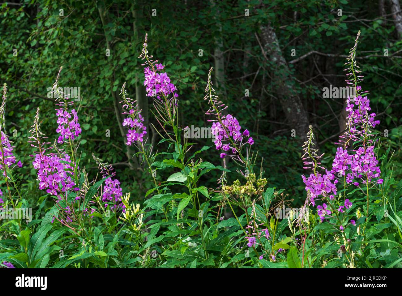 Fiori di campo fioriscono nel Riding Mountain National Park, Manitoba, Canada. Foto Stock