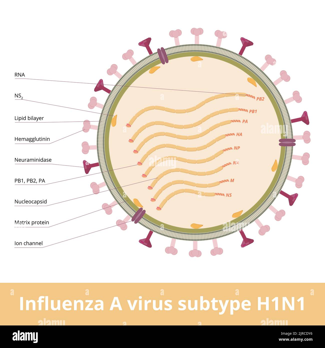 Virus dell'influenza A sottotipo H1N1. Un ortomixovirus con glicoproteine, emagglutinina e neuraminidasi e causa l'influenza spagnola, influenza suina. Cellula virale. Illustrazione Vettoriale