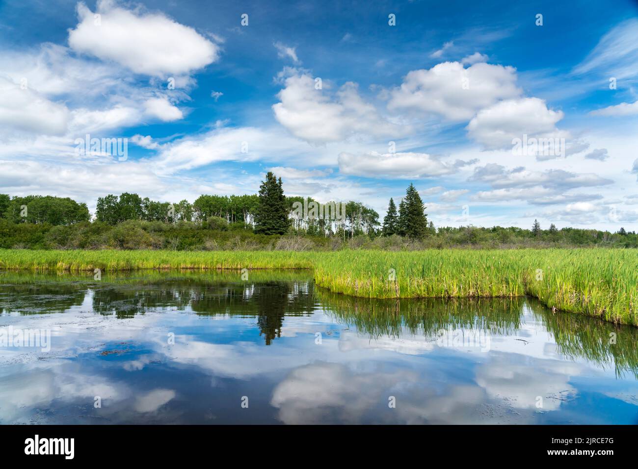 Le paludi di palude di Ominnik nel Parco Nazionale di Riding Mountain, Manitoba, Canada. Foto Stock