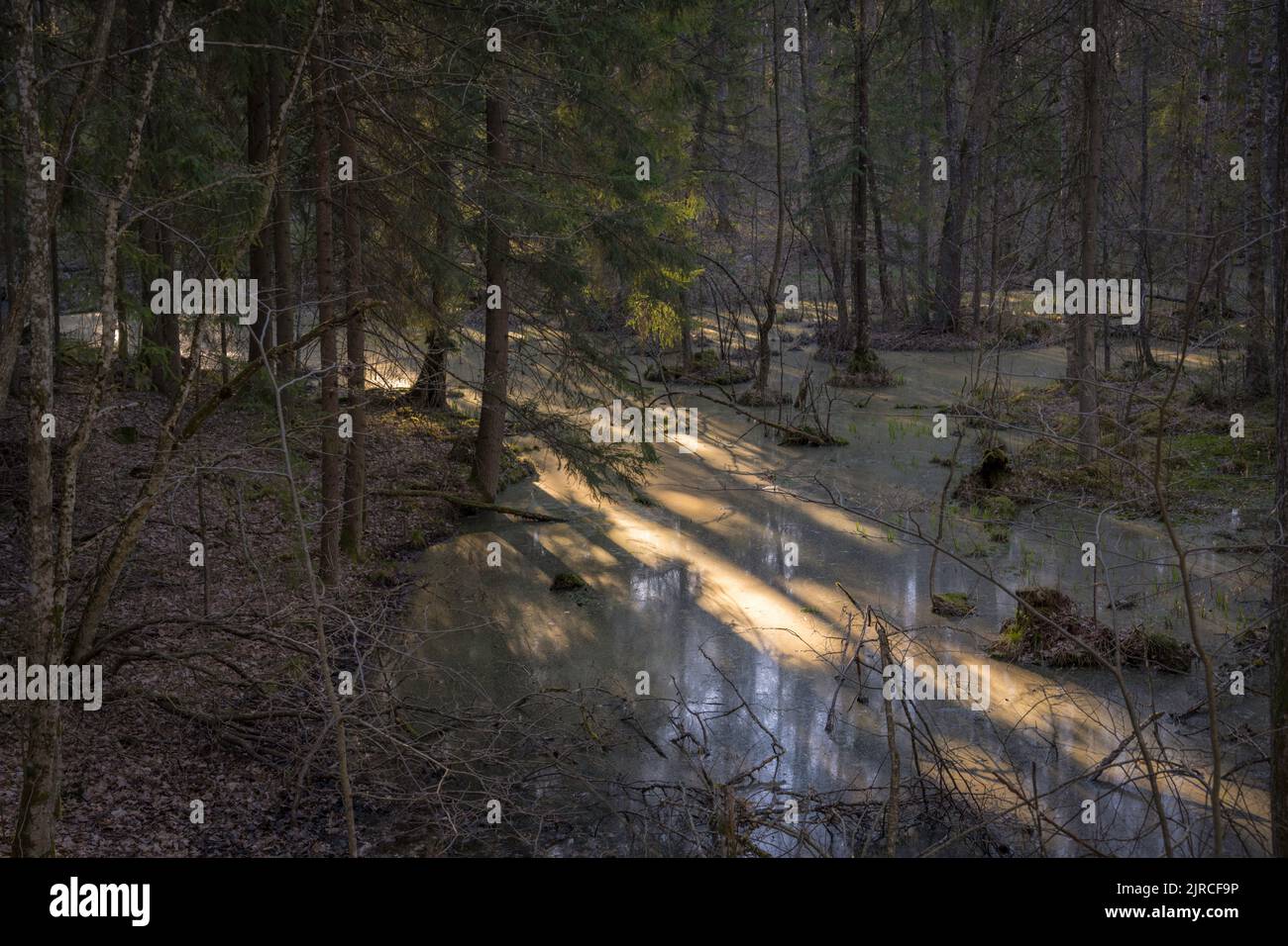 laghetto d'acqua nella foresta in primavera al tramonto Foto Stock