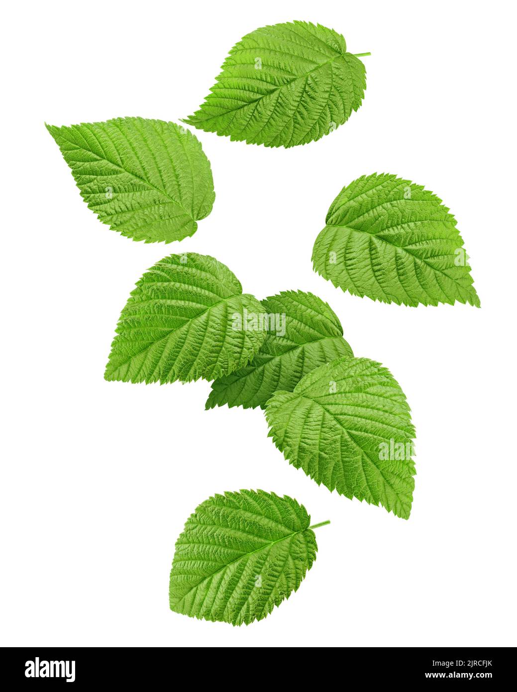 Foglie di lampone cadenti isolate su sfondo bianco, tracciato di ritaglio, profondità di campo completa Foto Stock