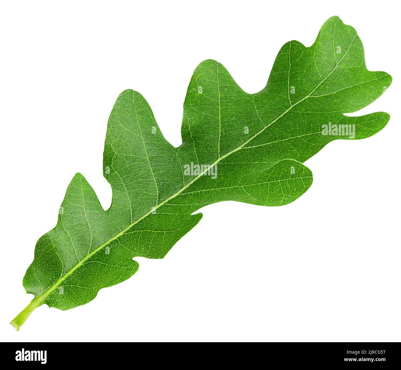 foglia di quercia, isolata su sfondo bianco, percorso di ritaglio, profondità di campo completa Foto Stock