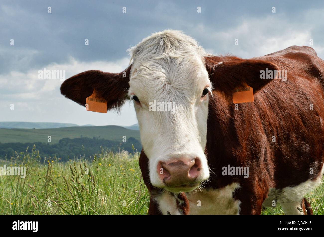 Un vitello Abondance in una mandria di mucche nel verde pascolo di montagna. Foto Stock