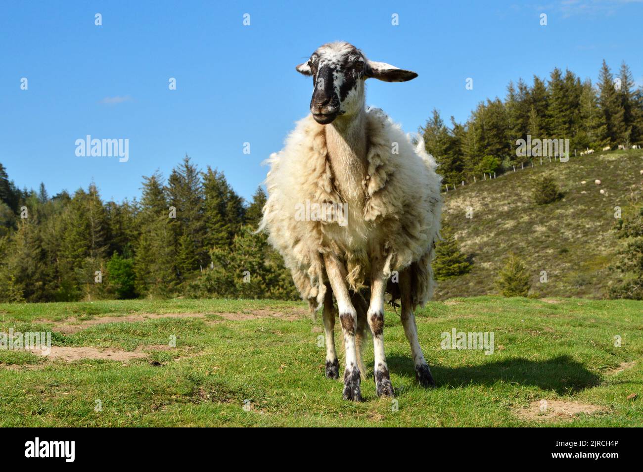 Pecore di montagna di razza Rava, in un pascolo di montagna Foto Stock