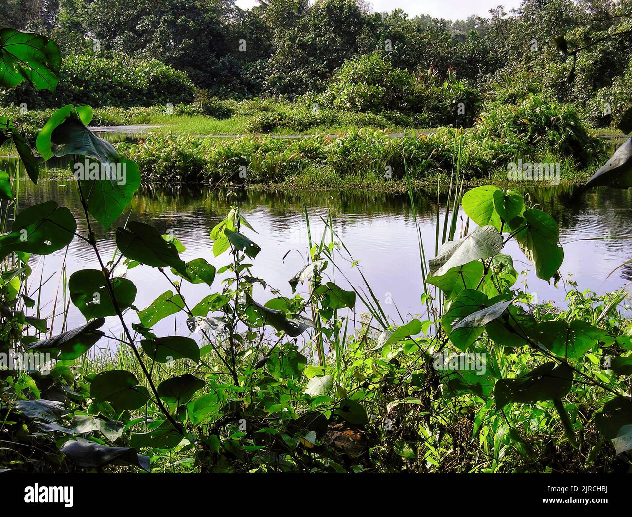 Il bellissimo Giardino Botanico di Singapore Foto Stock