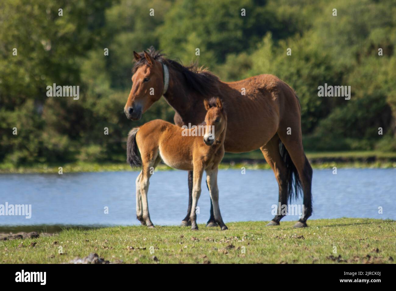 New Forest Pony e Foal Foto Stock