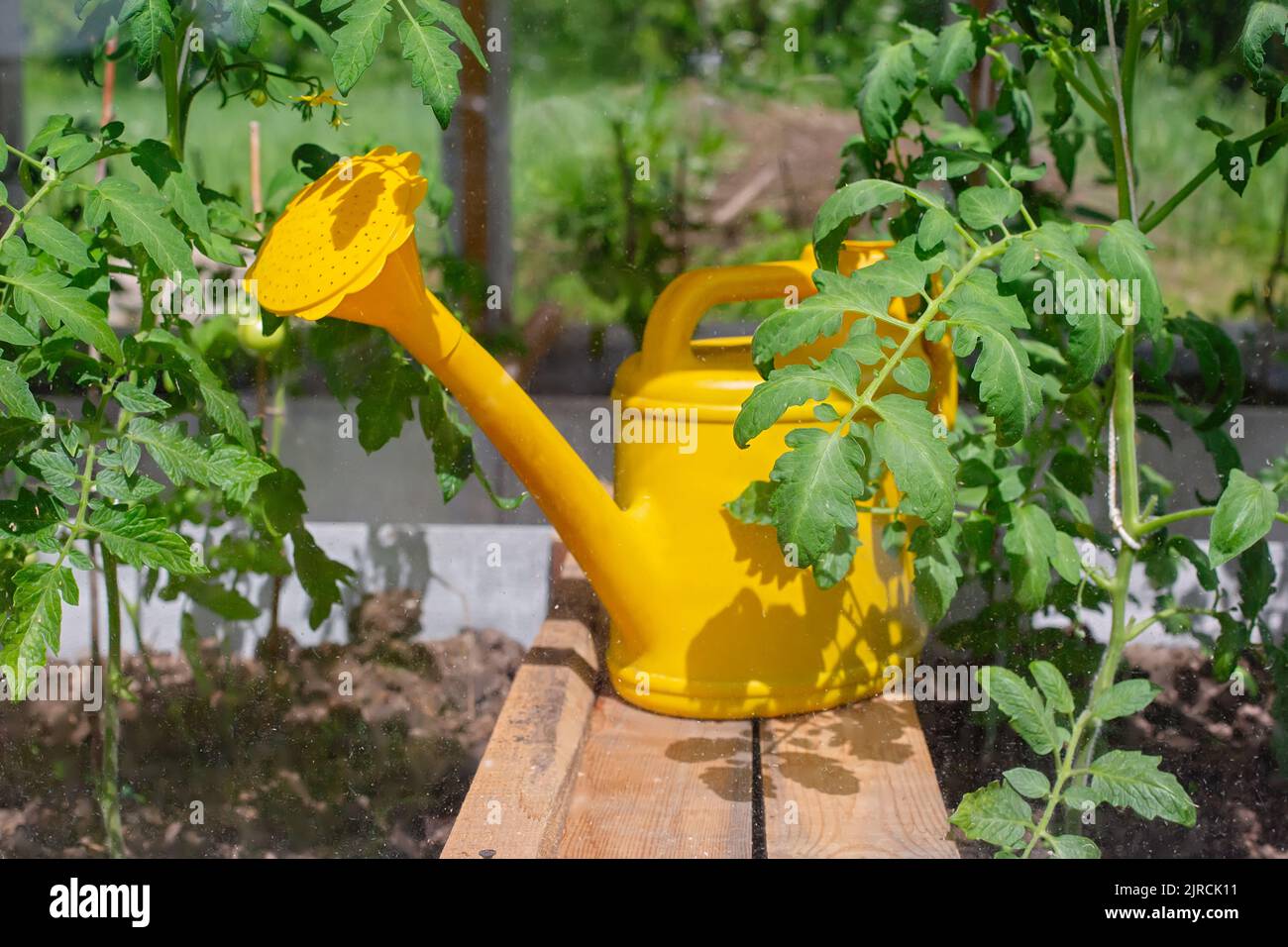 Un annaffiatoio di plastica gialla si trova accanto ai giovani cespugli di pomodoro, in una serra in una giornata di sole. Foto Stock