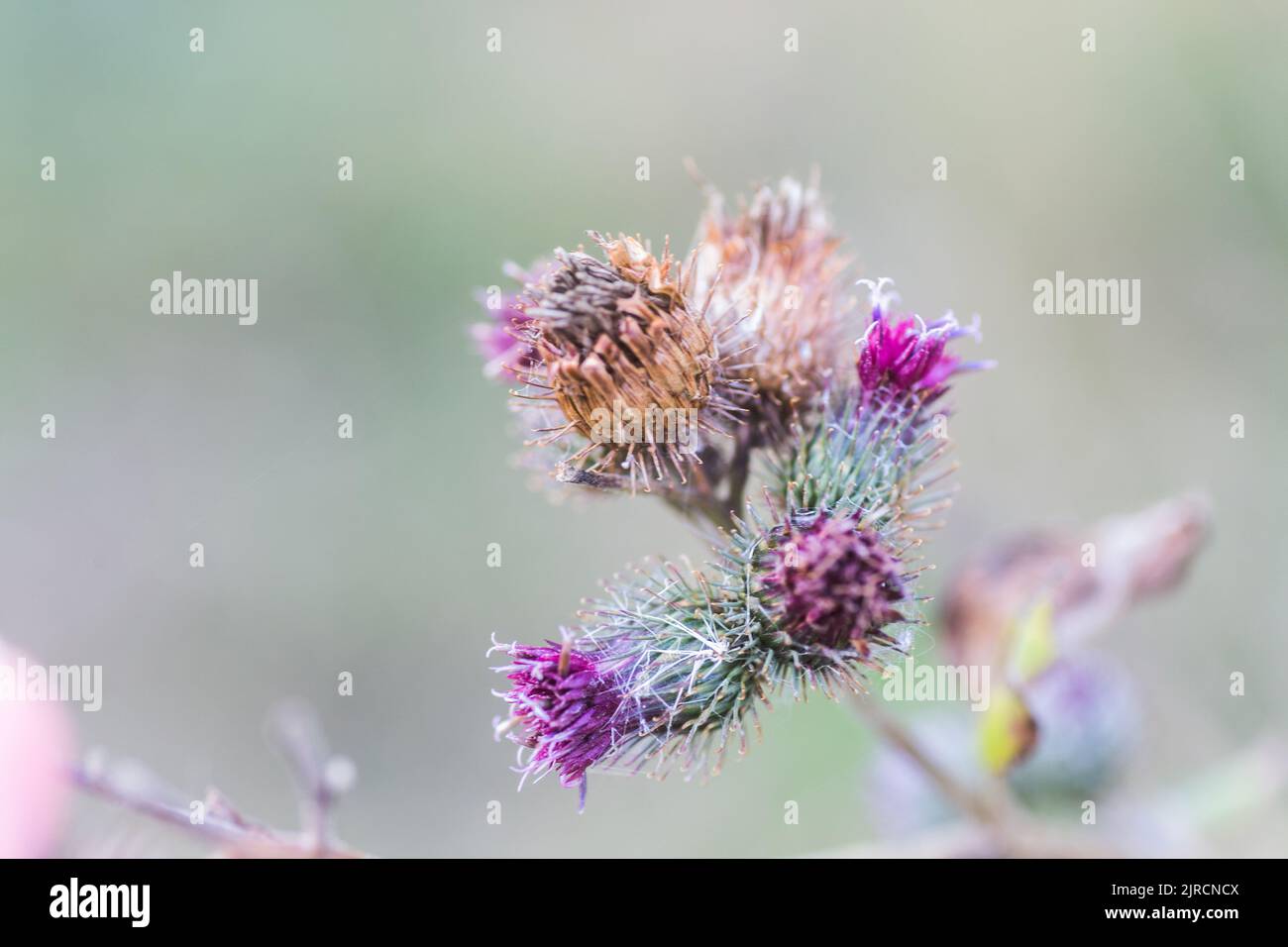 Infiorescenze secche e cardo viola su sfondo verde. Pianta medicinale zona ecologicamente pulita. Sfondo floreale. Pianta di tintura autunno n Foto Stock