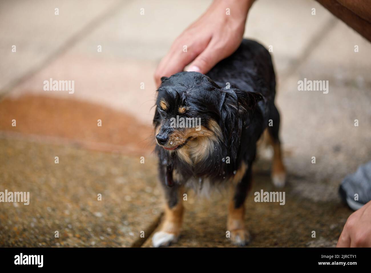 Cura del Chihuahua. Un Chihuahua dai capelli lunghi. Il cane bagnato viene lavato e pulito Foto Stock