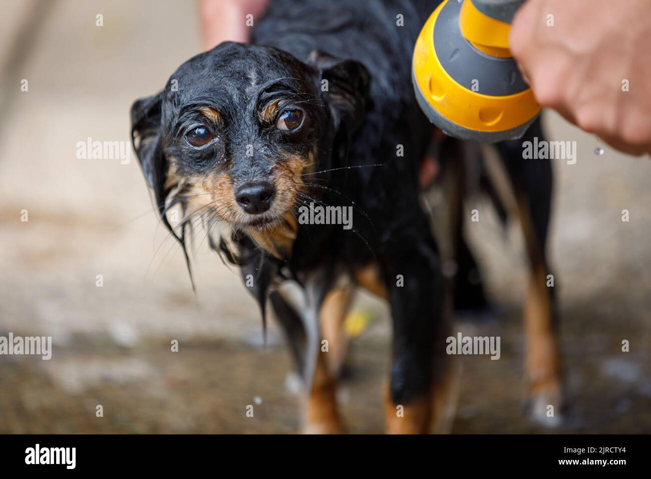 Un chihuahua bagnato che è dato una doccia, guardando Forlorn e bedraggled Foto Stock