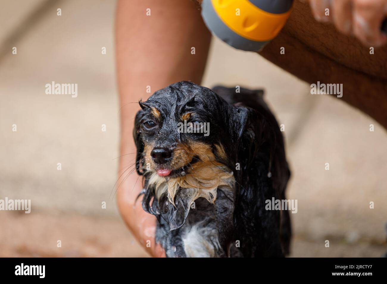 Un bagno bagnato, chihuahua saponata che è spruzzato con acqua durante una sessione di governare dell'animale domestico Foto Stock