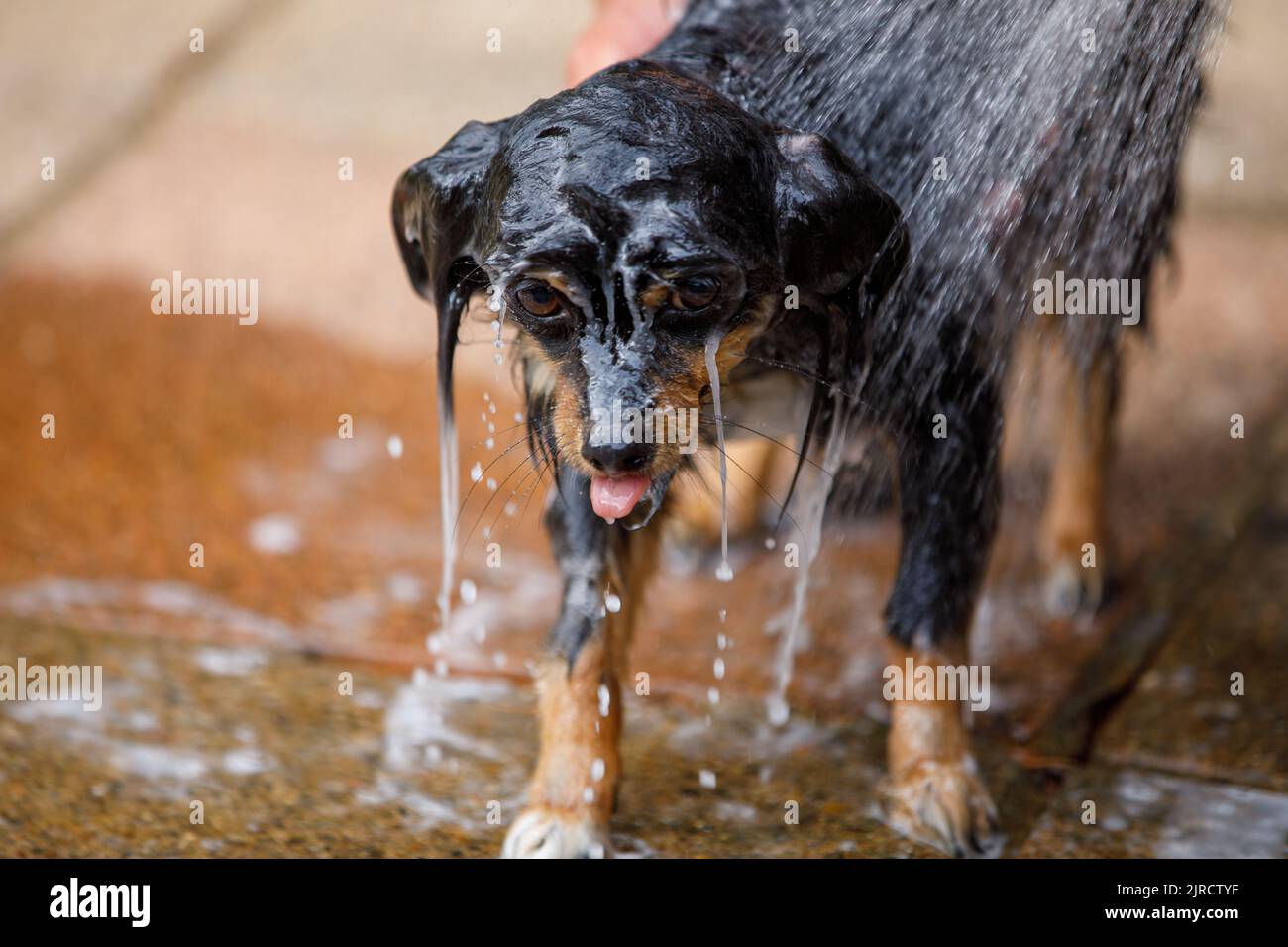 Un bagno bagnato, chihuahua saponata che è spruzzato con acqua durante una sessione di governare dell'animale domestico Foto Stock