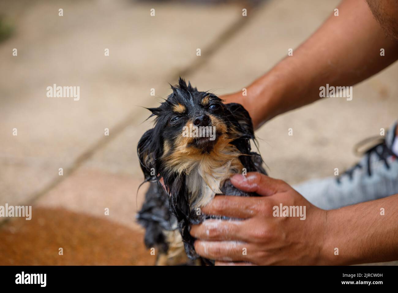 Un cane chihuahua dai capelli lunghi che osserva il soddisfare mentre è lavato con acqua saponata. Foto Stock
