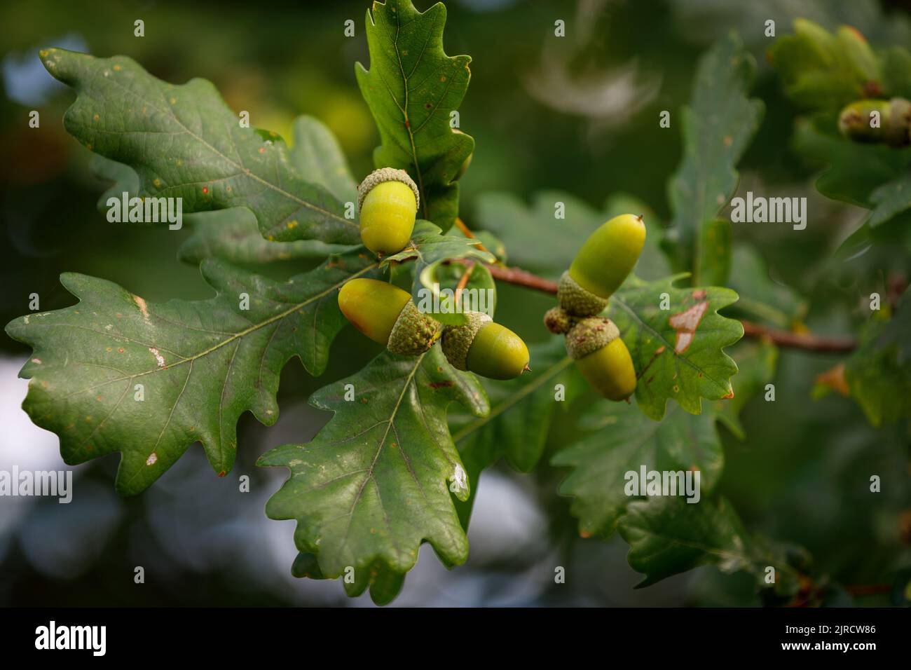 Ghiande e foglie di quercia si avvicinano su un albero di quercia Foto Stock