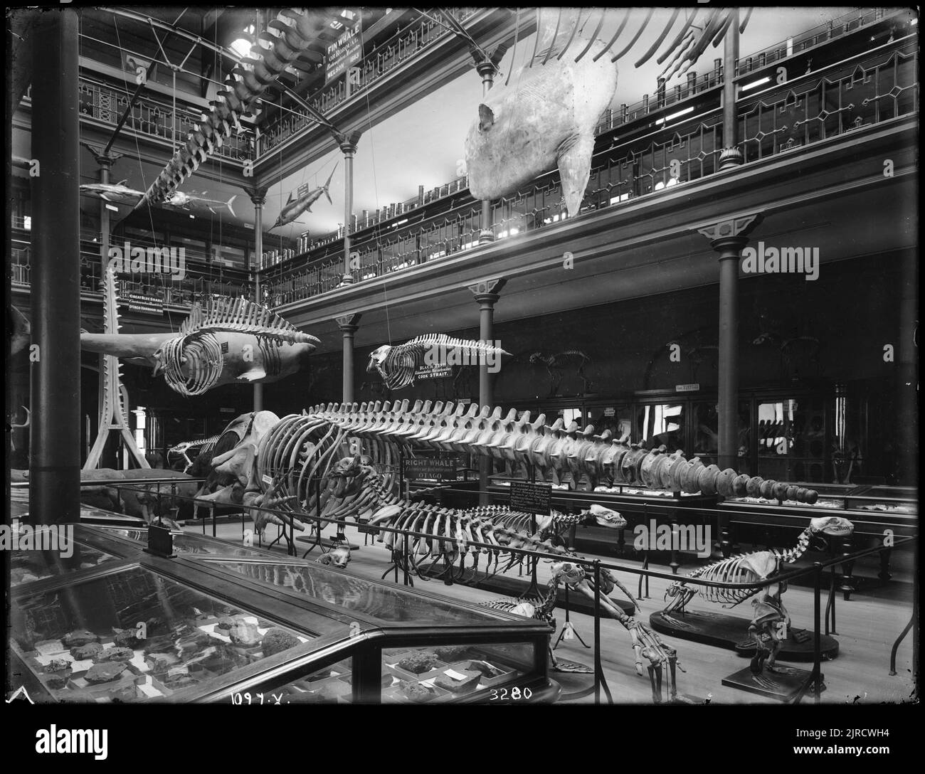 Interno del Museo Otago, 1904 - 1906, di James McDonald. Foto Stock
