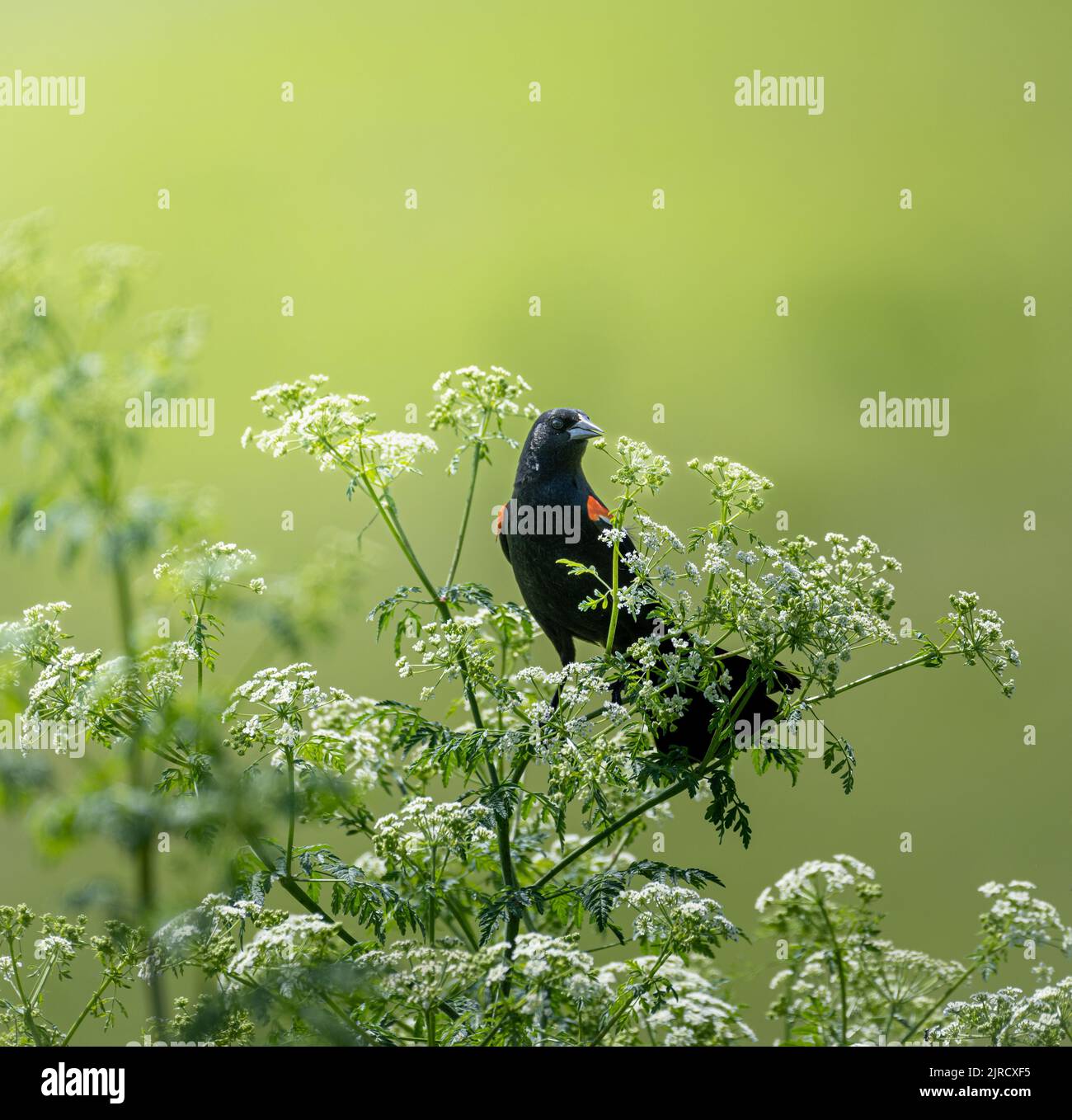 Un primo piano di un bellissimo uccello nero alato rosso su un ramo di albero Foto Stock