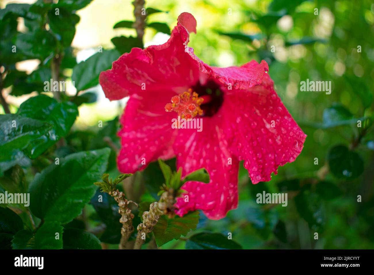 Grande fiore rosso di ibisco con petali bagnati, su sfondo sfocato di foglie verdi, con enfasi e messa a fuoco sullo stampino umido del fiore -12 Foto Stock