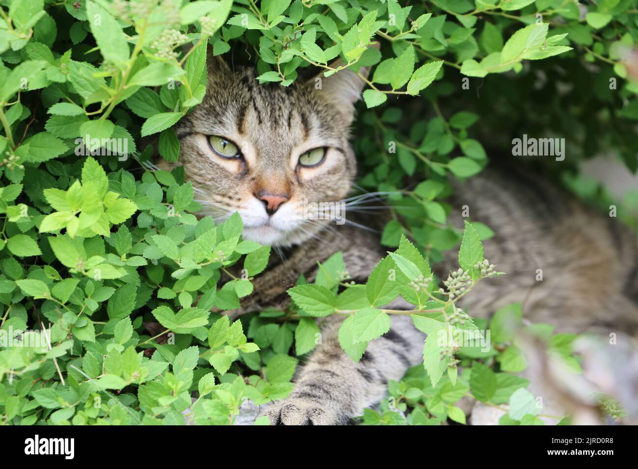 Bruno e nero gatto tabby giocare in un giardino. Foto Stock