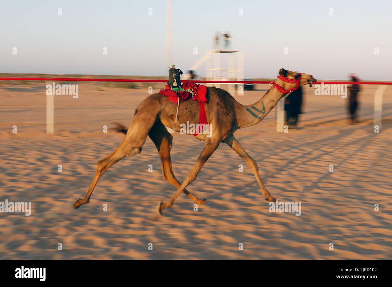 El Alamein City, Egitto. 23rd ago, 2022. Un cammello compete con un robot jockey sulla schiena durante una gara di cammelli a El Alamein City, Egitto, 23 agosto 2022. Credit: Ahmed Gomaa/Xinhua/Alamy Live News Foto Stock