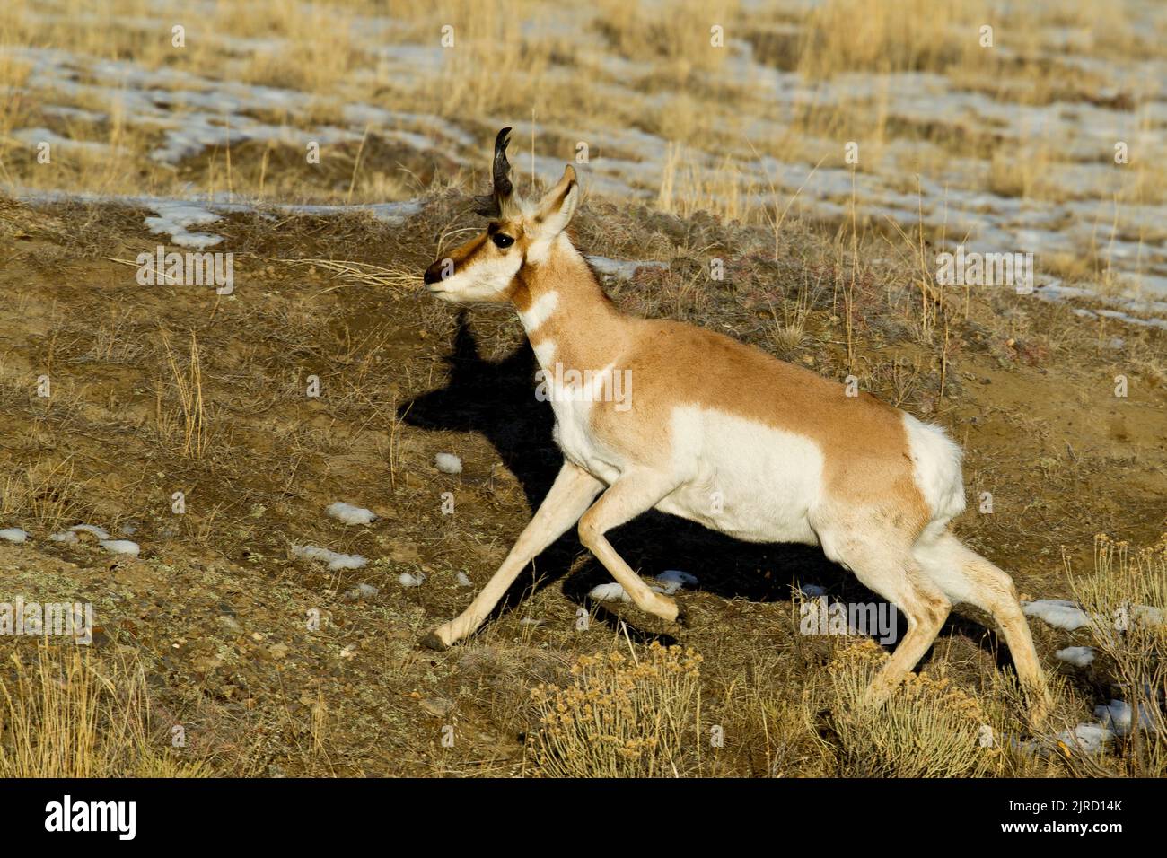 Pronghorn Antelope (Antilocapra americana), maschio Foto Stock