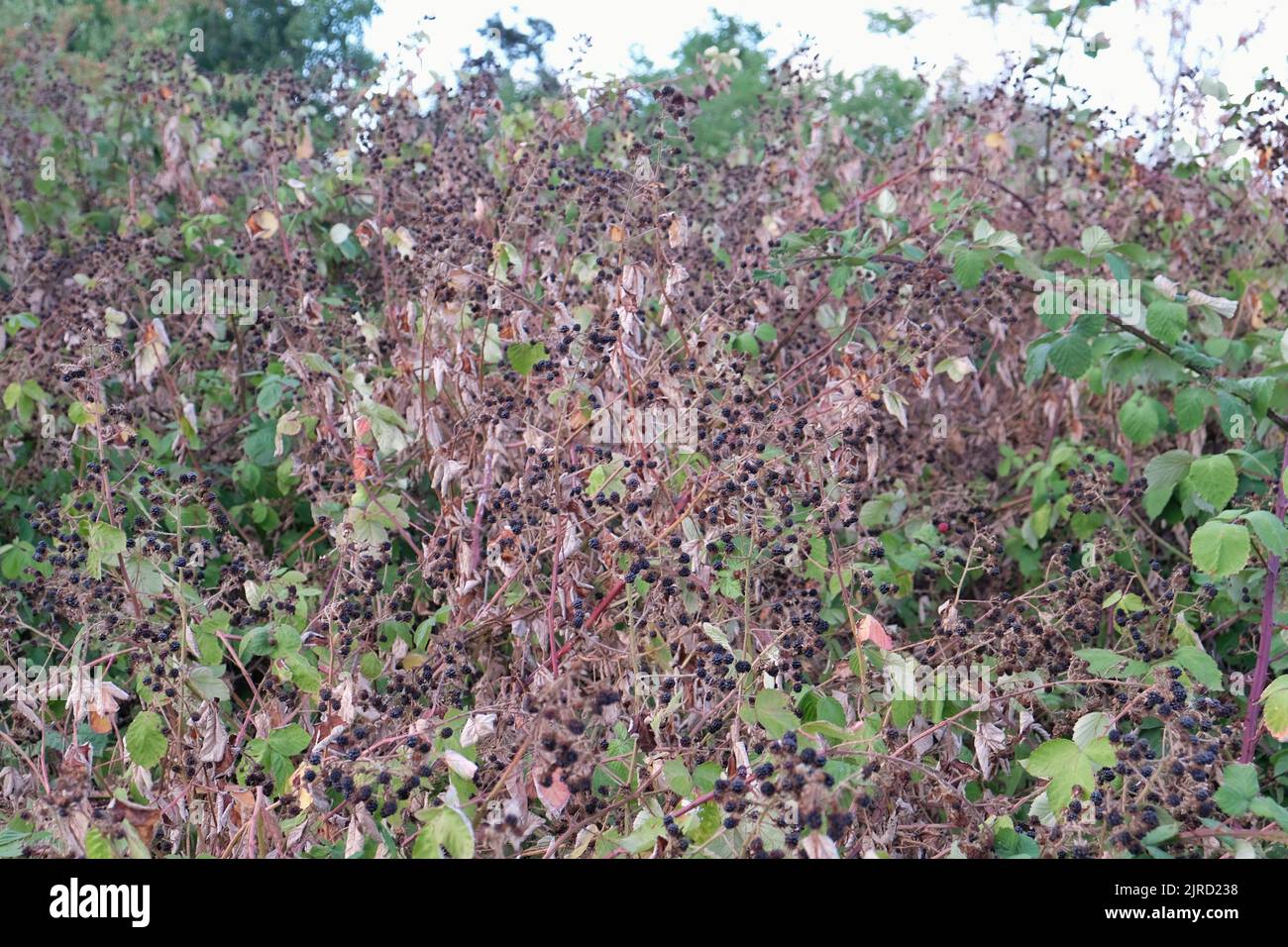 Londra, Regno Unito, 23rd agosto 2022. Frutti di bosco - noti anche come brambles e popolari con foraggiatori appaiono in abbondanza a Morden Park, anche se in uno stato shriveled a causa della mancanza di pioggia. Le condizioni di siccità dichiarate in 10 delle 14 regioni dell'Agenzia per l'ambiente inglese possono durare fino a ottobre, con ripercussioni sull'agricoltura e sui livelli delle acque fluviali, in quanto in alcune aree meridionali e centrali sono in vigore divieti sulle canne. Credit: Undicesima ora di Fotografia/Alamy Live News Foto Stock