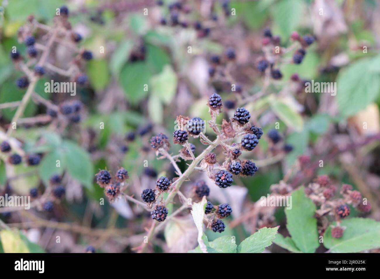 Londra, Regno Unito, 23rd agosto 2022. Frutti di bosco - noti anche come brambles e popolari con foraggiatori appaiono in abbondanza a Morden Park, anche se in uno stato shriveled a causa della mancanza di pioggia. Le condizioni di siccità dichiarate in 10 delle 14 regioni dell'Agenzia per l'ambiente inglese possono durare fino a ottobre, con ripercussioni sull'agricoltura e sui livelli delle acque fluviali, in quanto in alcune aree meridionali e centrali sono in vigore divieti sulle canne. Credit: Undicesima ora di Fotografia/Alamy Live News Foto Stock