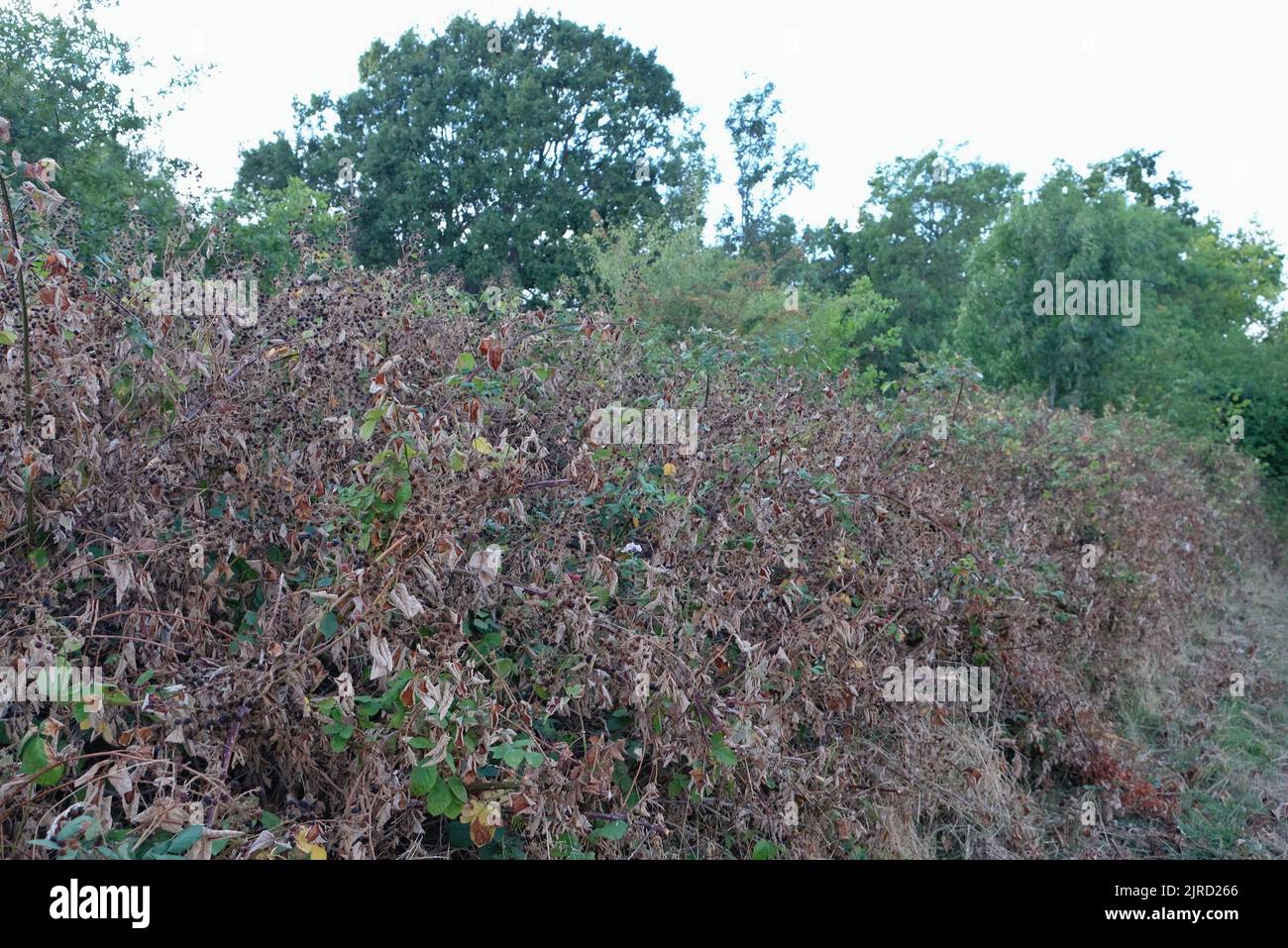 Londra, Regno Unito, 23rd agosto 2022. Frutti di bosco - noti anche come brambles e popolari con foraggiatori appaiono in abbondanza a Morden Park, anche se in uno stato shriveled a causa della mancanza di pioggia. Le condizioni di siccità dichiarate in 10 delle 14 regioni dell'Agenzia per l'ambiente inglese possono durare fino a ottobre, con ripercussioni sull'agricoltura e sui livelli delle acque fluviali, in quanto in alcune aree meridionali e centrali sono in vigore divieti sulle canne. Credit: Undicesima ora di Fotografia/Alamy Live News Foto Stock