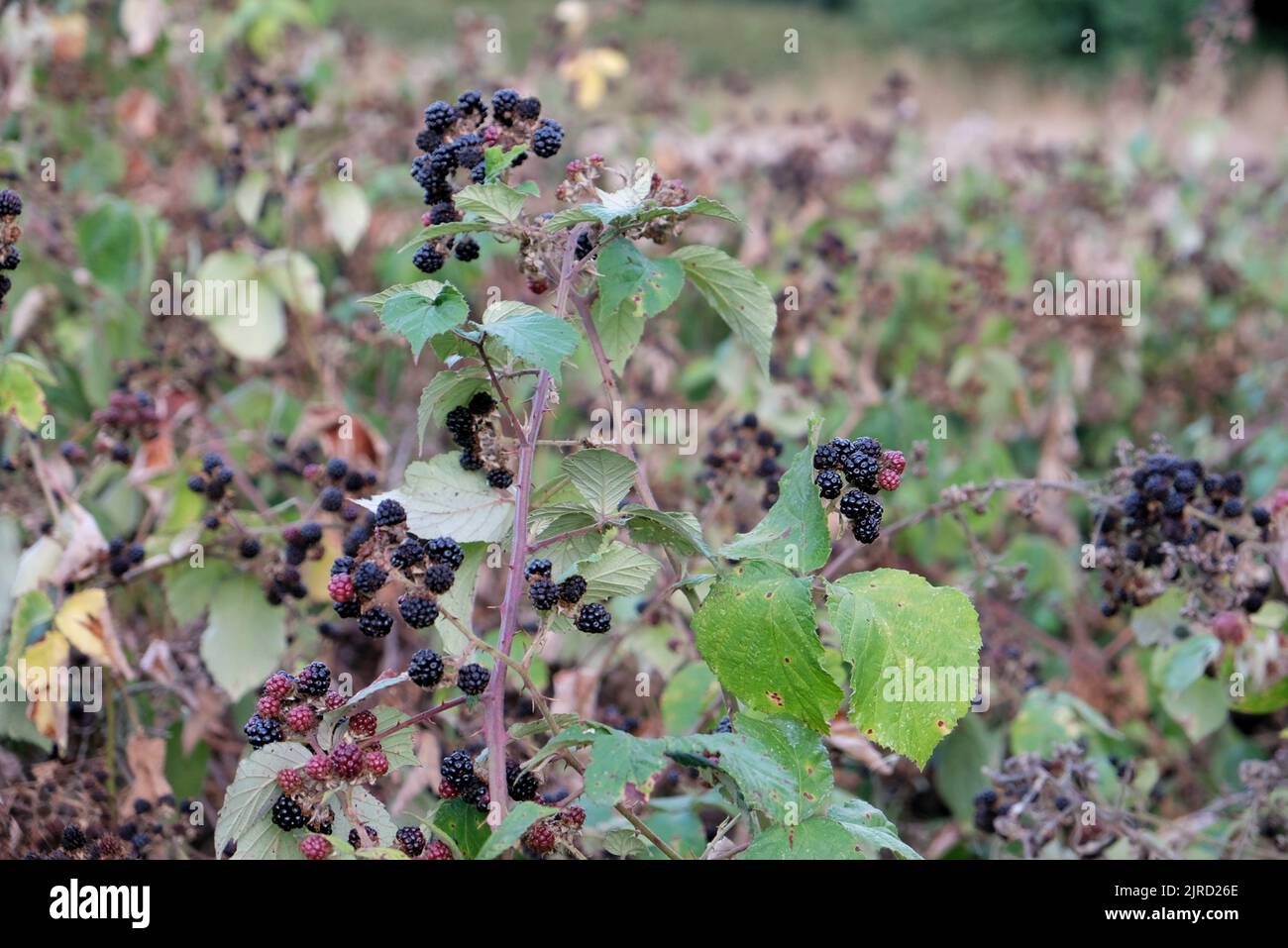 Londra, Regno Unito, 23rd agosto 2022. Frutti di bosco - noti anche come brambles e popolari con foraggiatori appaiono in abbondanza a Morden Park, anche se in uno stato shriveled a causa della mancanza di pioggia. Le condizioni di siccità dichiarate in 10 delle 14 regioni dell'Agenzia per l'ambiente inglese possono durare fino a ottobre, con ripercussioni sull'agricoltura e sui livelli delle acque fluviali, in quanto in alcune aree meridionali e centrali sono in vigore divieti sulle canne. Credit: Undicesima ora di Fotografia/Alamy Live News Foto Stock