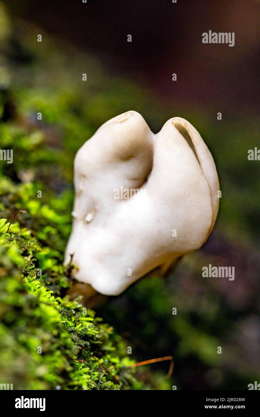 Funghi bianchi o sella elfina (Helvella sp.) DuPont state Recreational Forest - Cedar Mountain, vicino a Brevard, North Carolina, Stati Uniti Foto Stock