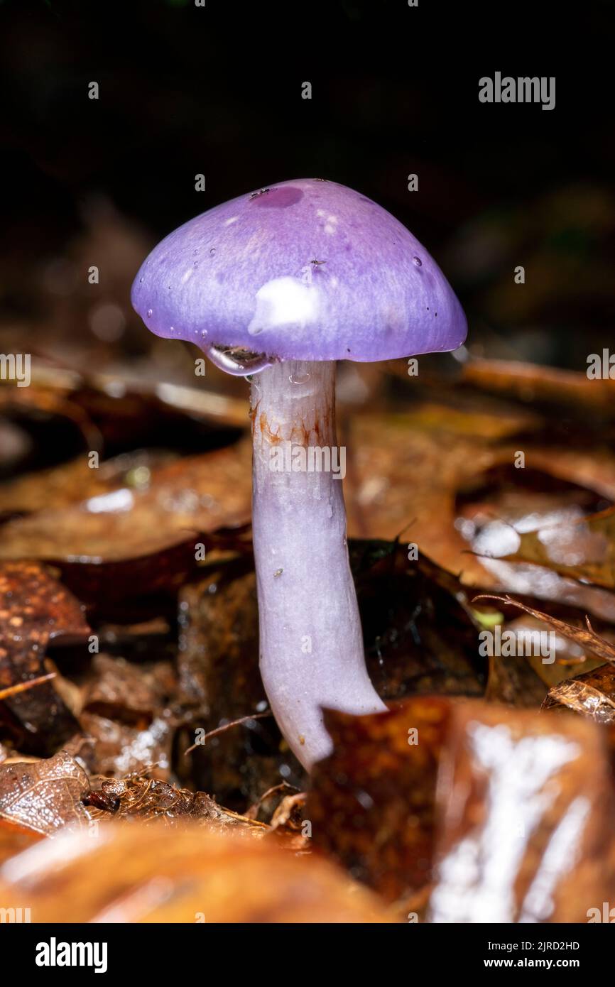 Spotted Cort o viscido violetta Cort (Cortinarius iodes) - DuPont state Recreational Forest - Cedar Mountain, vicino a Brevard, North Carolina, Stati Uniti Foto Stock