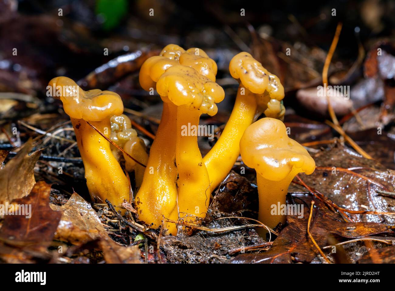 Leotia lubrica o jelly baby fungi - DuPont state Recreational Forest - Cedar Mountain, vicino a Brevard, North Carolina, USA Foto Stock