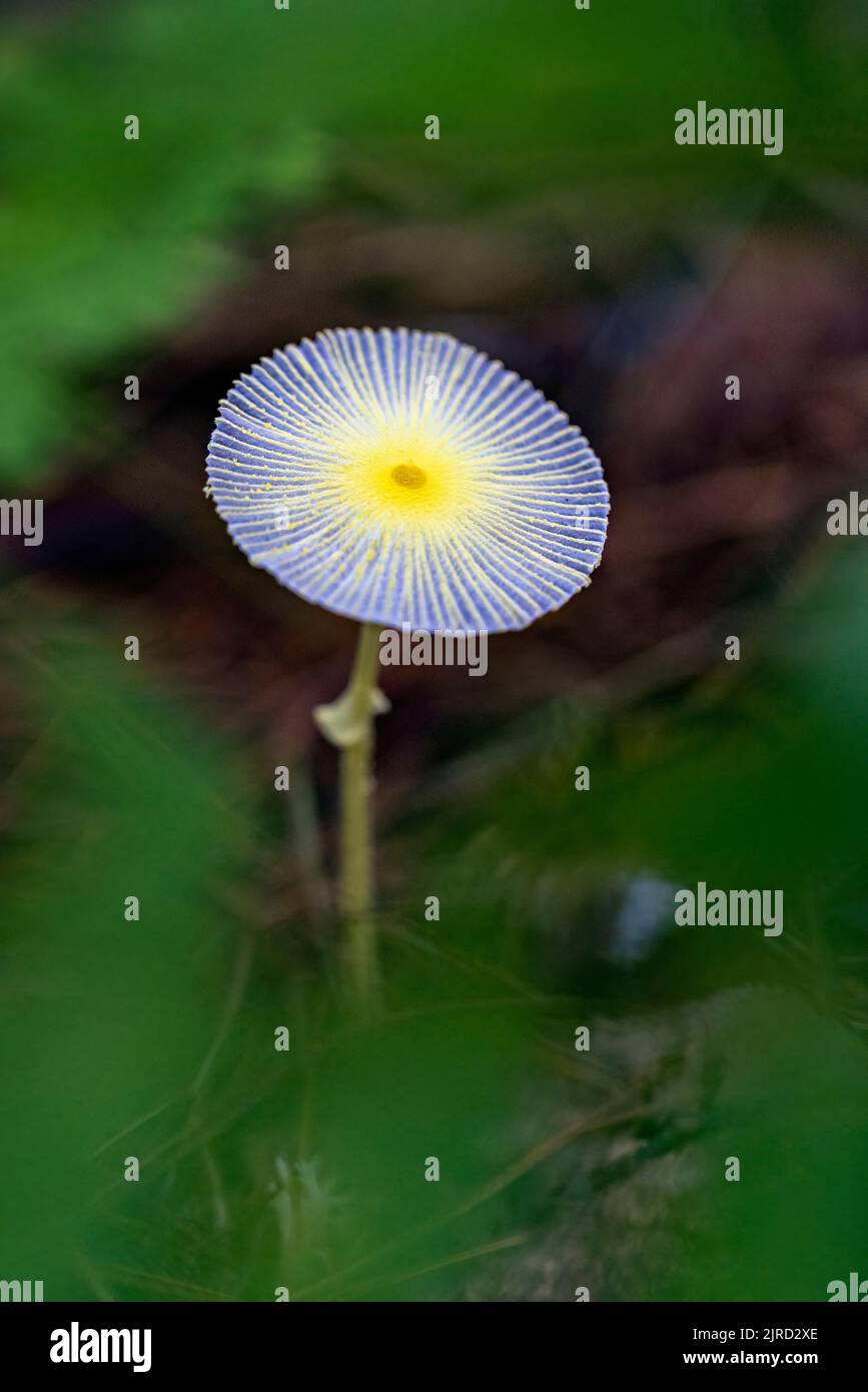 Funghi fragili di Dapperling (leucocoprinus fragilissimus) - Brevard, Carolina del Nord, Stati Uniti Foto Stock