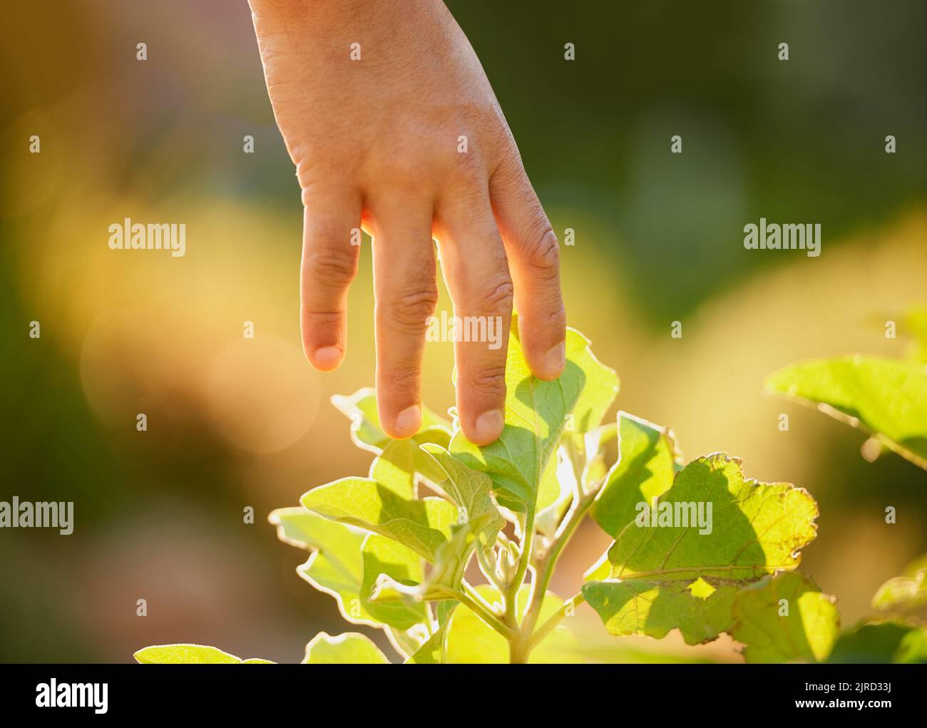 Raccolto da mani amorevoli. Un uomo che tocca le foglie di una pianta in un giardino. Foto Stock