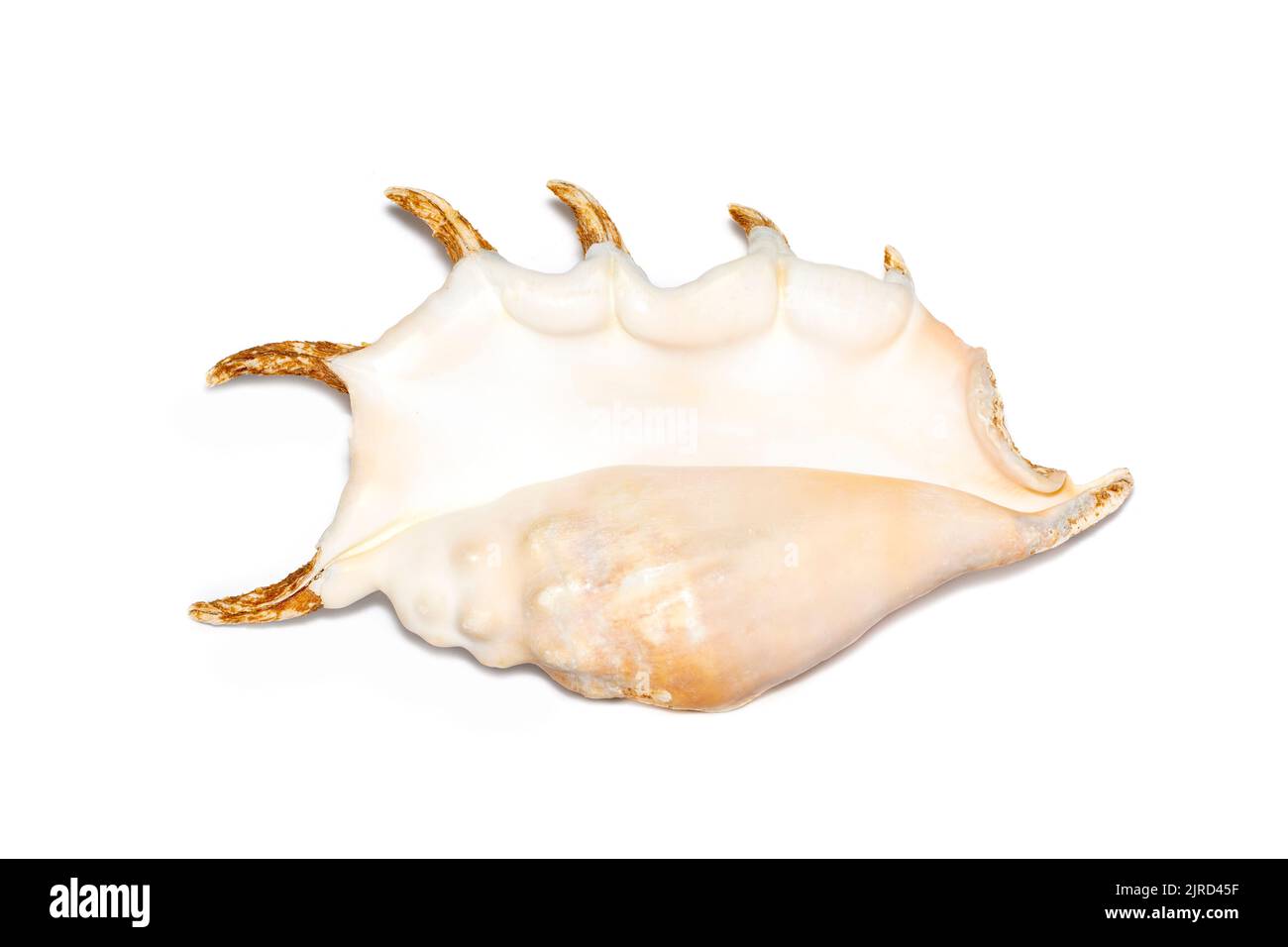 Immagine della conchiglia ragno (Lambis truncata) su sfondo bianco. Conchiglie marine. Animali sottomarini. Foto Stock