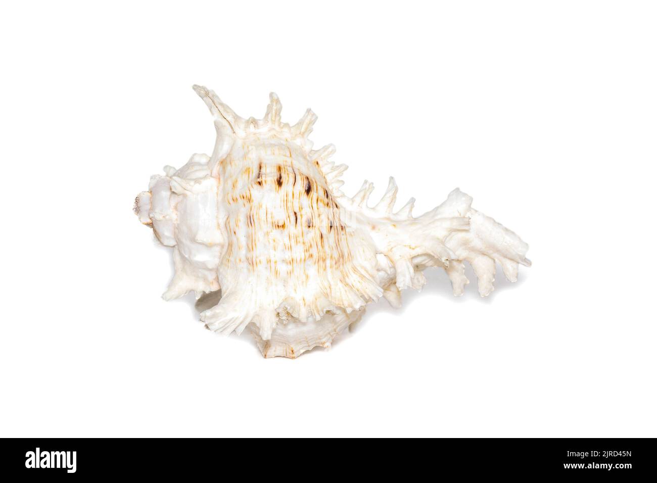 Immagine di grande conchiglia naturale kirin lumaca migliaia su uno sfondo bianco. Animali sottomarini. Conchiglie marine. Foto Stock